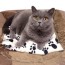Wheat Bags Pet Warming Heat Pack for Cats, Dogs and Pets Lifestyle Image